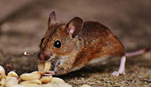 24 Hour & Emergency Exterminators in Arcola, VA